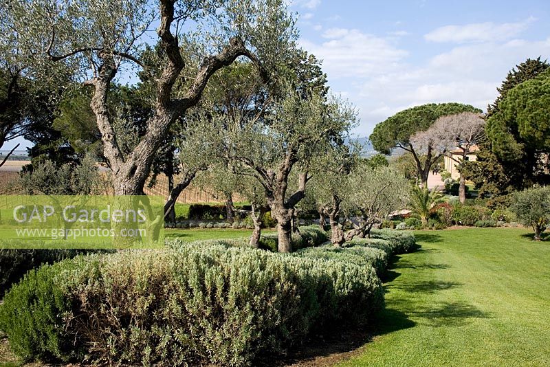 Olea - Olive trees underplanted with Lavandula - Lavender - L'Andana tenuta La Badiola hotel, Grosseto. Maremma, Tuscany 
