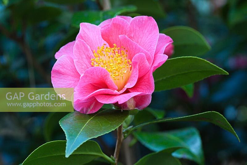 Camellia japonica 'Leonard Messel' 