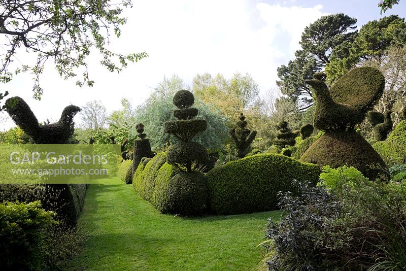 Yew Topiary birds, wedding-cake tiers and crowns, and wavy Buxus hedges frame enclosed grass pathway. 