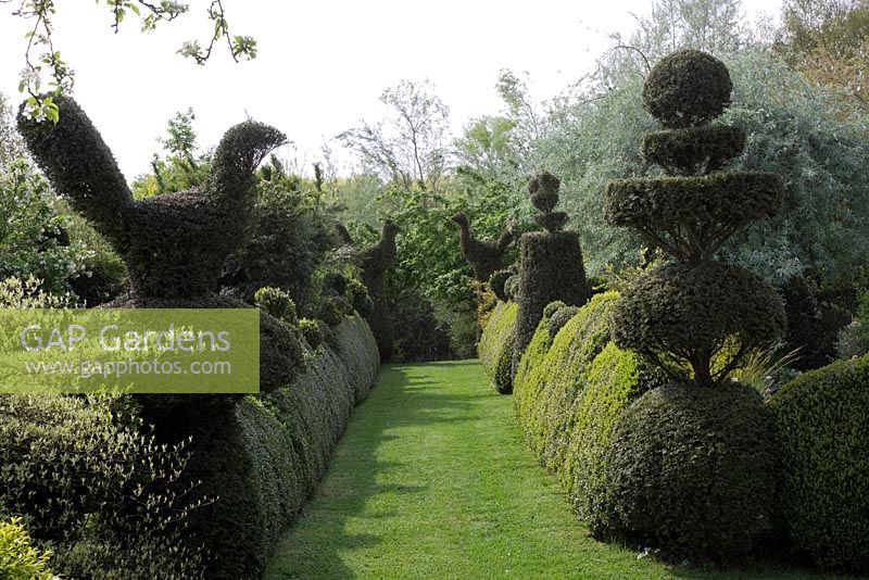 Yew Topiary birds, wedding-cake tiers and crowns, and wavy Buxus hedges frame enclosed grass pathway. 