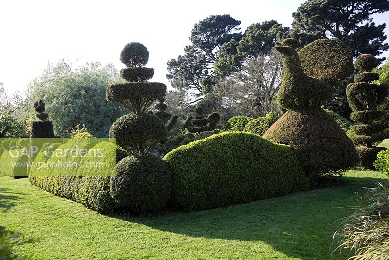 Yew Topiary birds, Peacock, wedding-cake tiers and crowns, and wavy Buxus hedges. 
