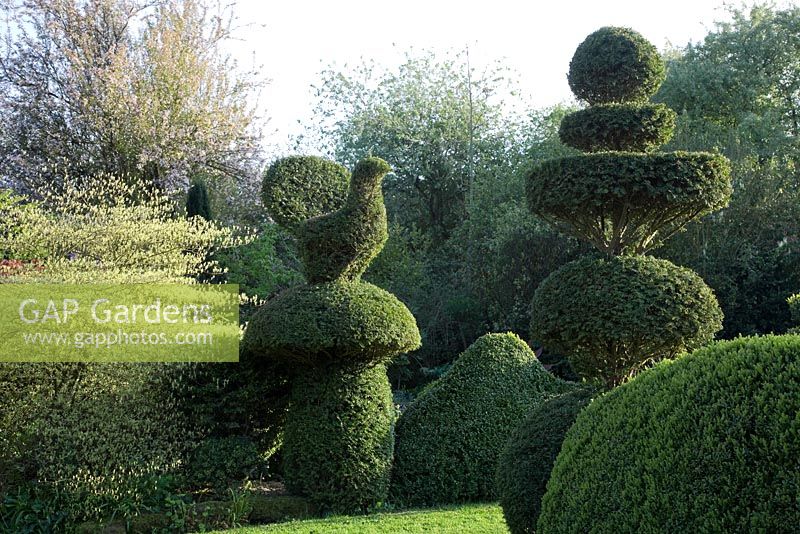 Yew Topiary bird and wedding-cake tiers with  Buxus hedges. 