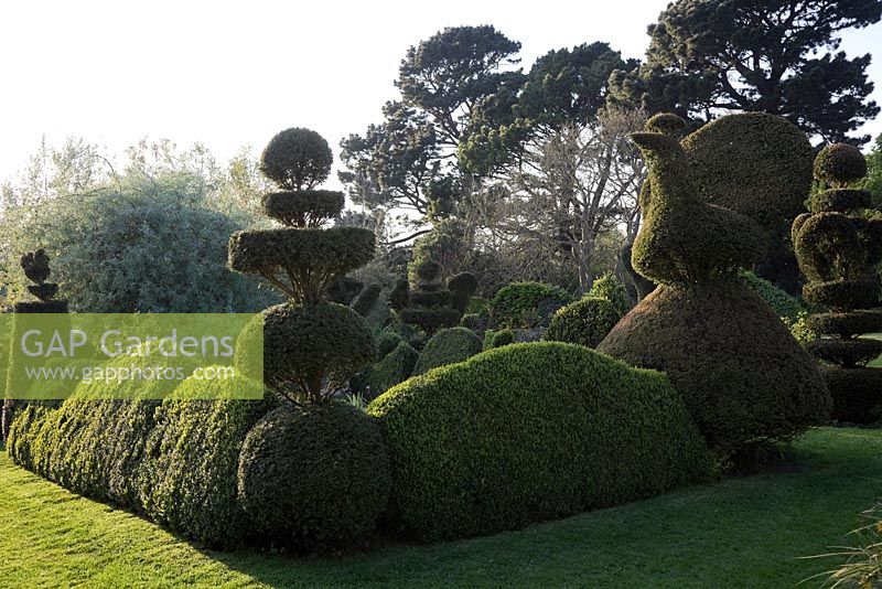 Yew Topiary birds, Peacock, wedding-cake tiers and crowns,with wavy Buxus hedges. 
