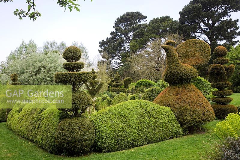 Yew Topiary birds, Peacock wedding-cake tiers and crowns, and wavy Buxus hedges