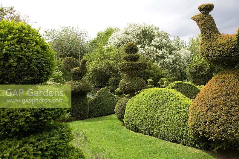 Yew Topiary birds, Peacocks, wedding-cake tiers and crowns, and wavy Buxus hedges 