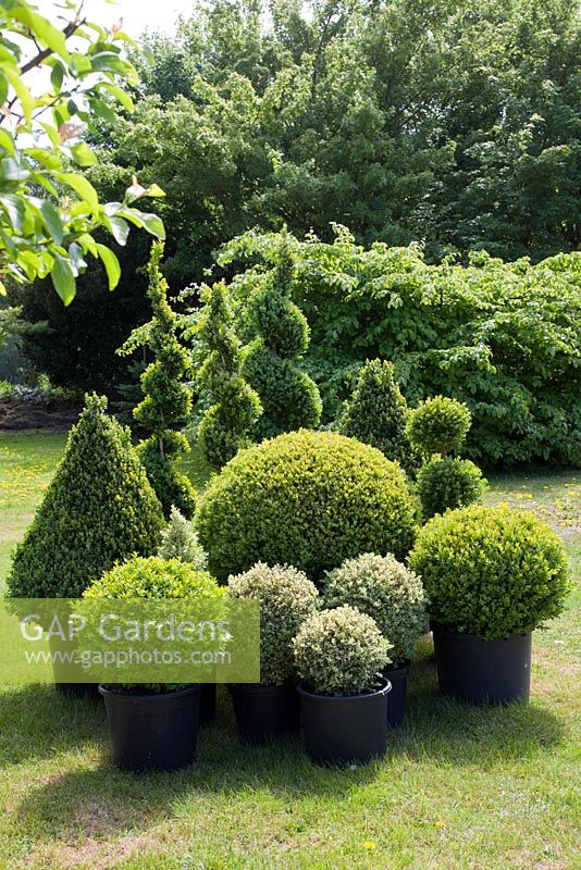 A selection of Buxus specimens including spirals, balls and pyramids.