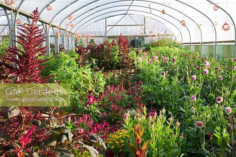 Polytunnel in summer packed with Dahlias, Tithonia rotundifolia, Amaranthus and Celosia