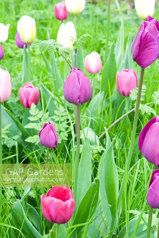 Tulipa in meadow grass - varieties inc T. 'Peerless Pink', T 'Negrita' and T 'Snowstar'
