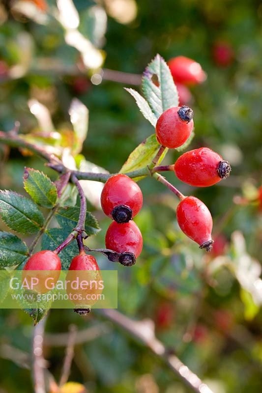 Rosa canina - Wild Rosehips in the hedgerow