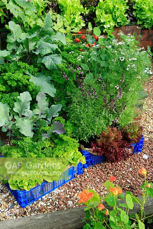 Herbs and vegetables growing in hessian lined, recycled plastic trays on a gravel path - Kohl Rabi 'Kolibri' with Parsley and Lettuce 'Little Gem' alongside Lettuce 'Lollo Rossa' with Saureja hortensis - Summer Savory, Coriander 'Confetti' and Ocimum 'Blue African' - Basil
