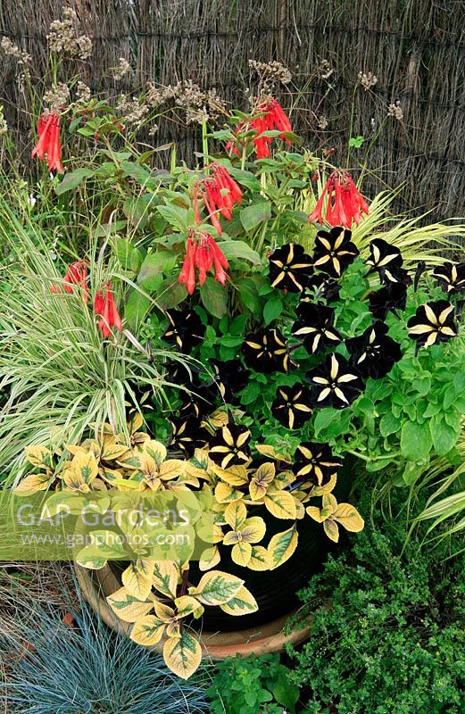 Petunia 'Phantom', Plectranthus ciliatus 'Sasha', Molinia caerulea 'Variegata' and Fuchsia 'Thalia' in terracotta pot