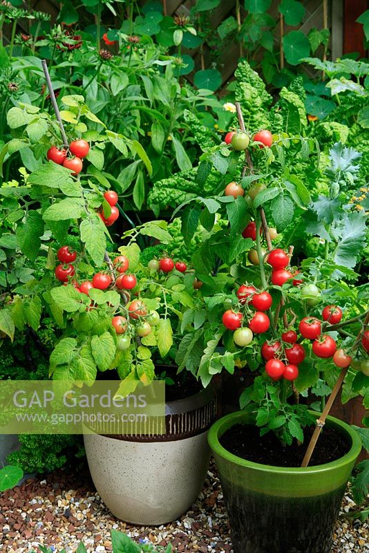 Dwarf bush Cherry Tomato 'Sweet 'n' Neat' ready to pick and growing in glazed pots on gravel path 