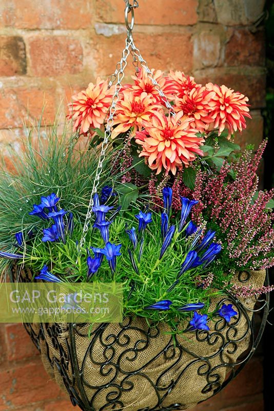 Late summer and autumn hanging basket lined with hessian and planted with Gentiana 'Blue Silk', Festuca glauca 'Elijah Blue', dwarf Dahlia 'Art Deco' and pink Calluna vulgaris - Heathers