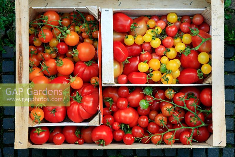 Tomato 'Country Taste' (large beefsteak), 'Sungella', 'Sungold' and 'Conchita', 'Roma' (plum) and 'Sweet 'n' Neat' red and yellow and 'Shirley' and 'Gardeners Delight' (cherry on the vine)