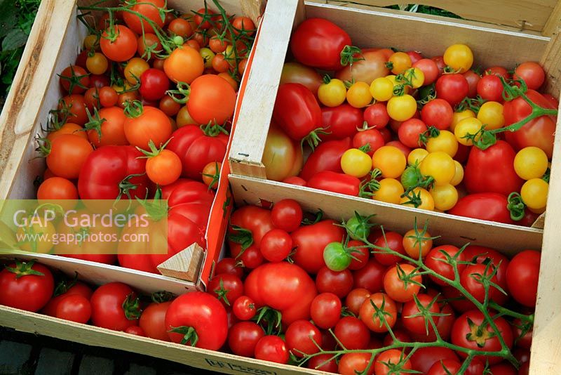 Nine cultivars of home grown Tomatoes harvested in recycled orange boxes - Tomato 'Country Taste' (large beefsteak), 'Sungella', 'Sungold' and 'Conchita', 'Roma' (plum) and 'Sweet 'n' Neat' red and yellow and 'Shirley' and 'Gardeners Delight' (cherry on the vine)