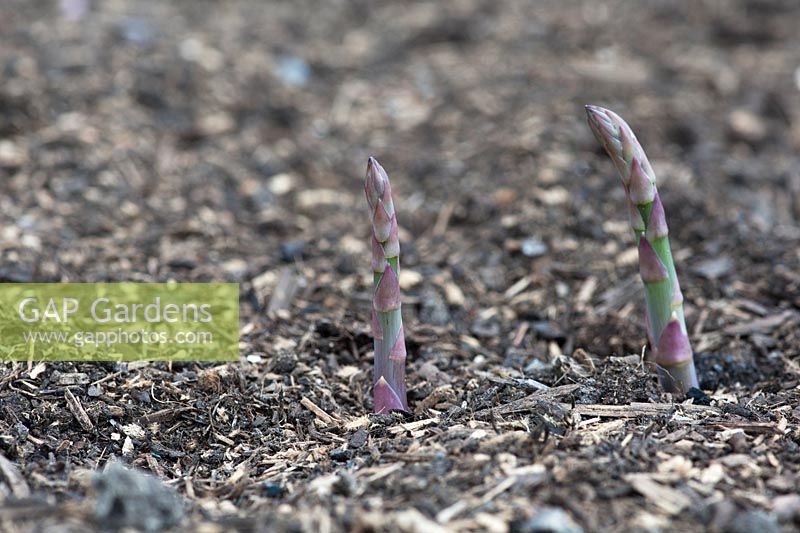 Asparagus officinalis - Asparagus Gijnlim Crowns emerging through soil