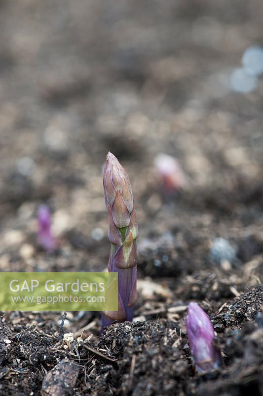 Asparagus officinalis - Asparagus 'Gijnlim Crowns' emerging through soil