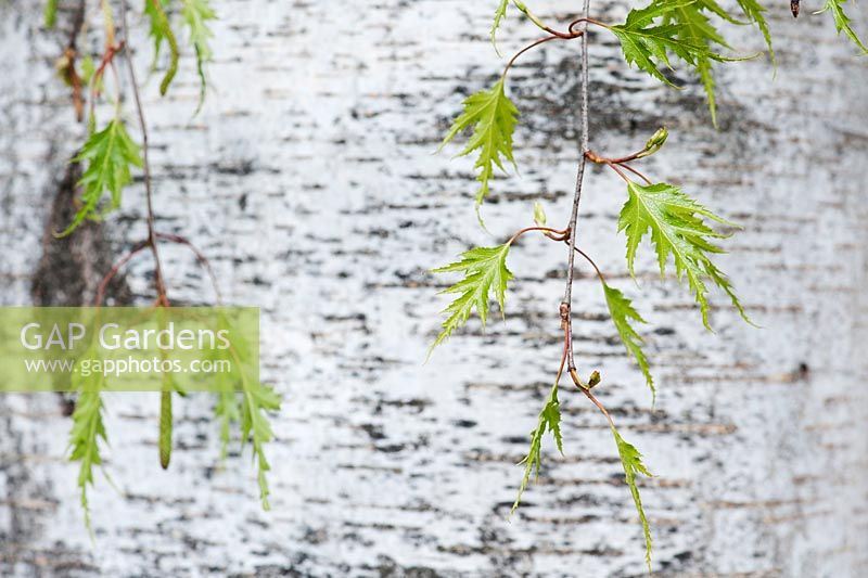 Betula pendula dalecarlica - Swedish Silver Birch leaves and bark