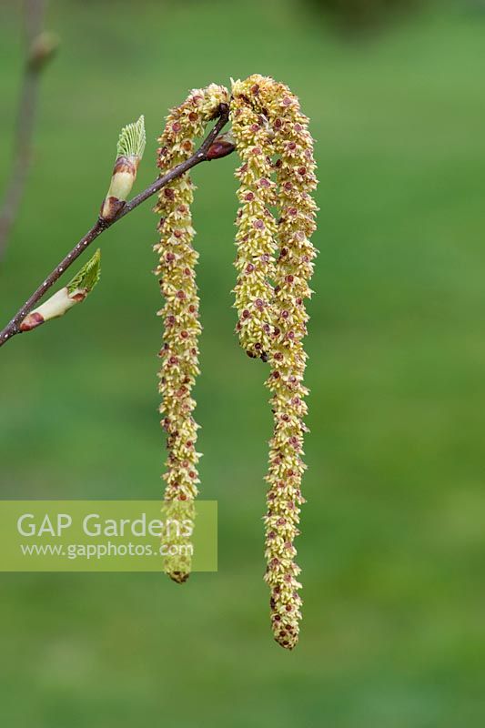 Betula utilis jacquemontii 'Jermyns' - Himalayan Birch catkins and new leaf growth in spring