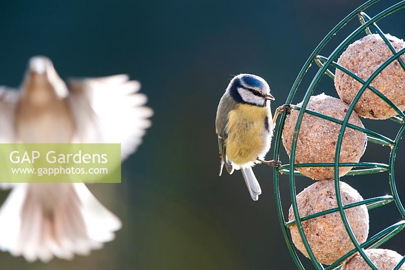 Parus Cearuleus - Blue Tit on round fat ball feeder with bird flying 