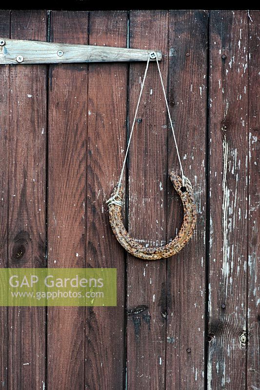 Horse shoe hanging on an old garden shed door