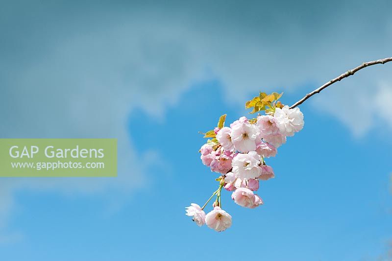 Prunus ichiyo - Flowering Cherry Tree blossom