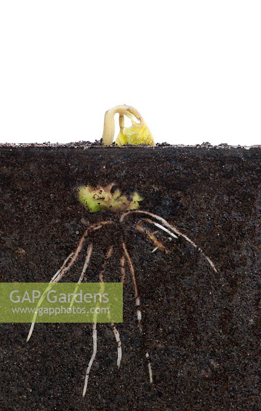 Runner bean 'Scarlet Emperor' seedling and root system in soil behind glass 