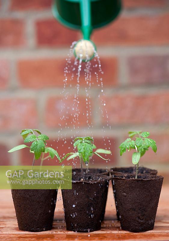 Watering tomato seedlings in biodegradable fibre pots with a watering can
