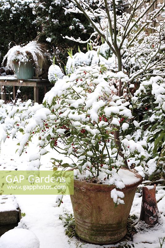 Sarcococca confusa - Christmas box in terracotta pot with snow