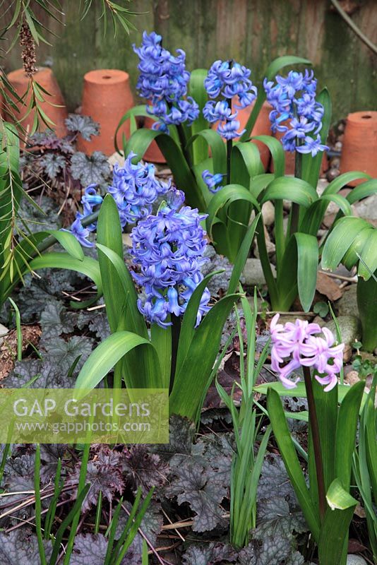 Hyacinthus 'Orientalis Blue Jacket' and 'Splendid Cornelia' in border with Heuchera 'Coral Bells' 