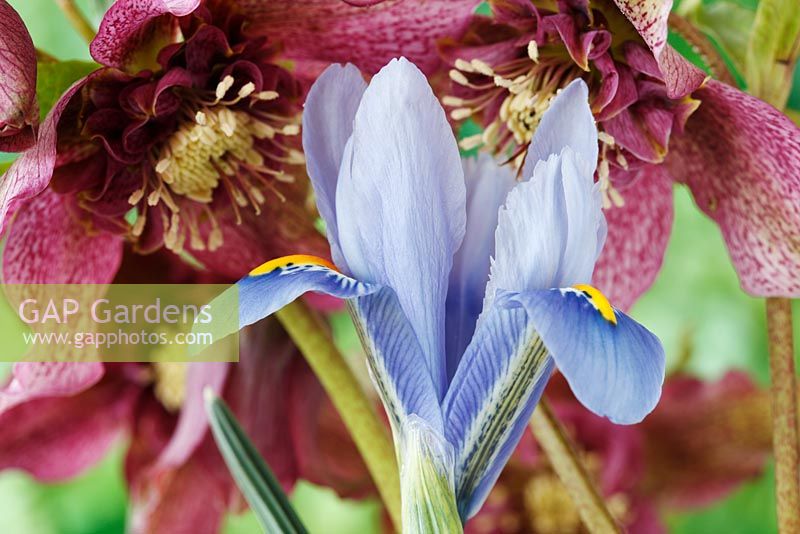 Iris 'Alida' in front of Helleborus x hybridus  'Tutu'