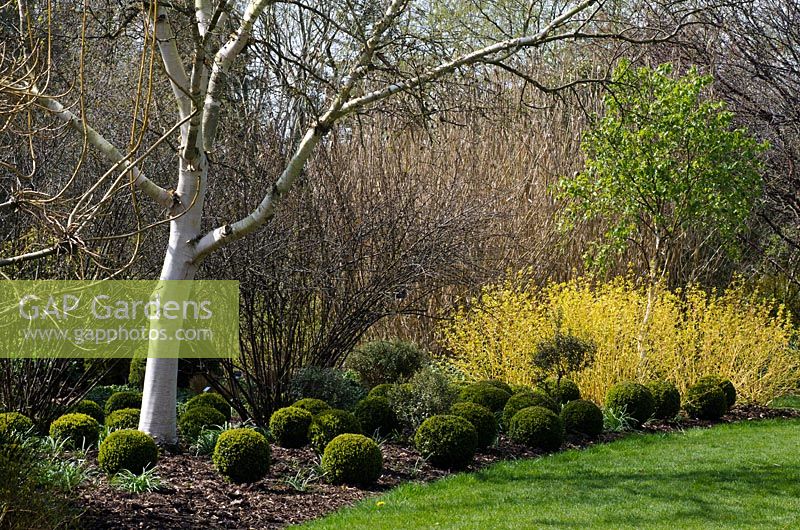 Betula ermanii 'Grayswood Hill' with clipped Buxus balls and Cornus sanguinea 'Midwinter Fire'