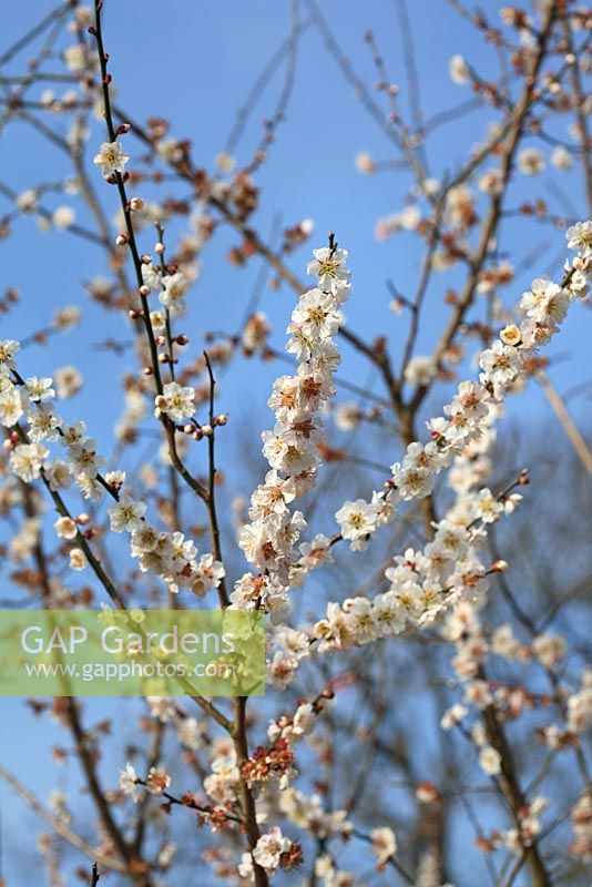 Prunus mume 'Omoi-no-mama' against a blue sky