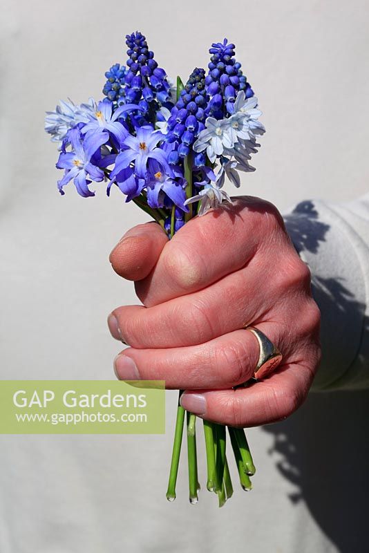 Man holding bunch of blue Spring flowers - Muscari armeniacum, chionodoxa luciliae and Puschkinia scilloides var. libanotica
