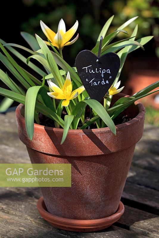 Tulipa 'Tarda' in a terracotta pot