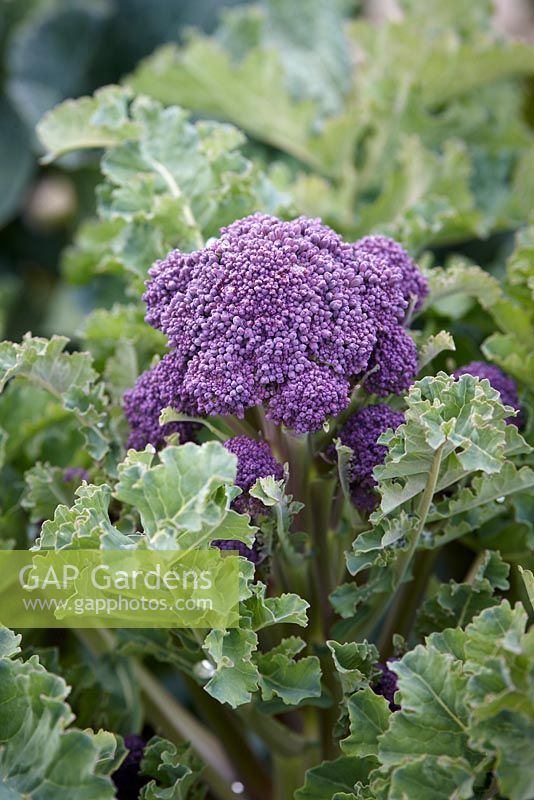 Brassica oleracea - Purple sprouting broccoli 'Redhead'