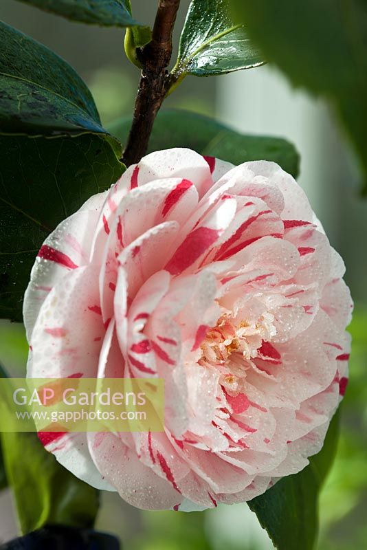 Camellia x williamsii Carter's Sunburst 