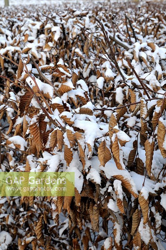 Carpinus betulus - Hornbeam hedge covered in snow