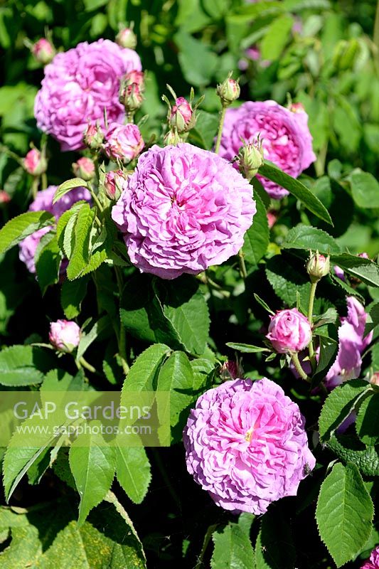 Rosa gallica 'Gloire des Mousseux' - Les Jardins de Roquelin, Meung-sur-Loire, France
