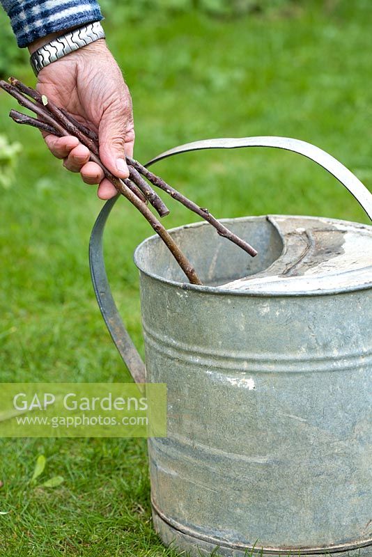 Grafting - Man putting scions in watering can full of water an hour or two before the grafting