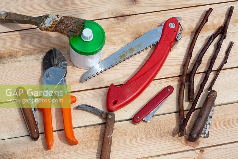 Grafting tools - Scions, falding saw, knifes, grafting compound and secateurs