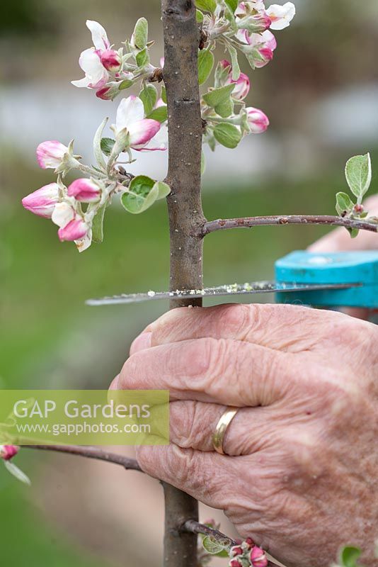 Grafting Malus 'Dome' - Man sawing, preparing brench for cleft grafting