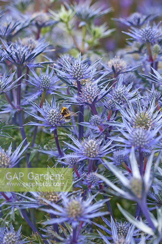 Eryngium bourgatii with bumble bee