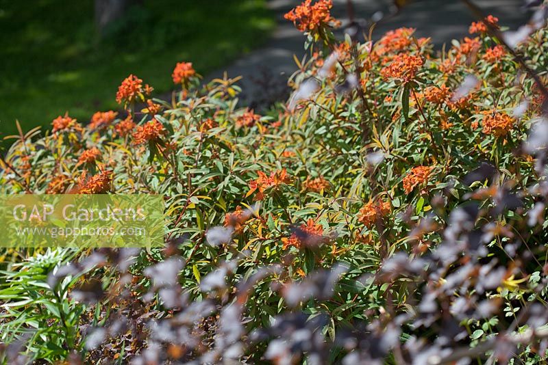 Euphorbia grifithii 'Fireglow'