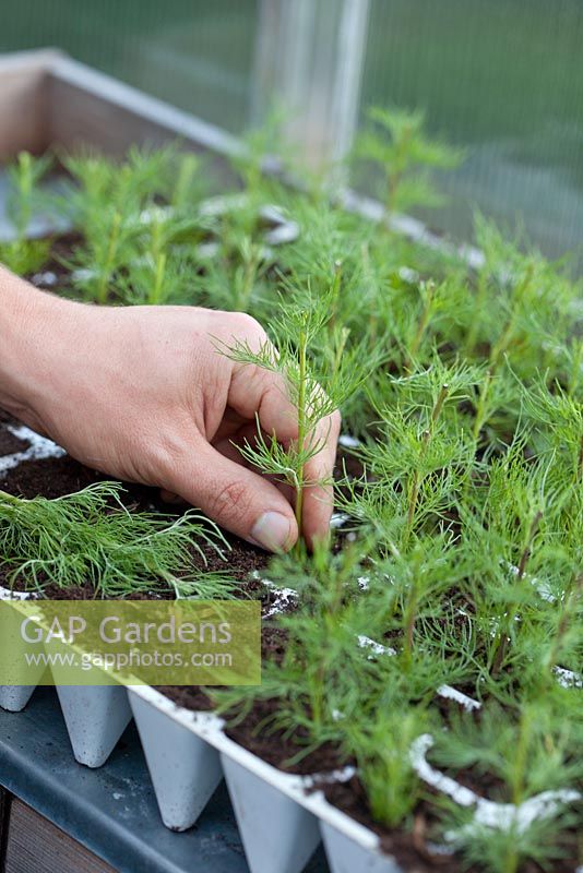 Taking cuttings of Artemisia abrotanum
