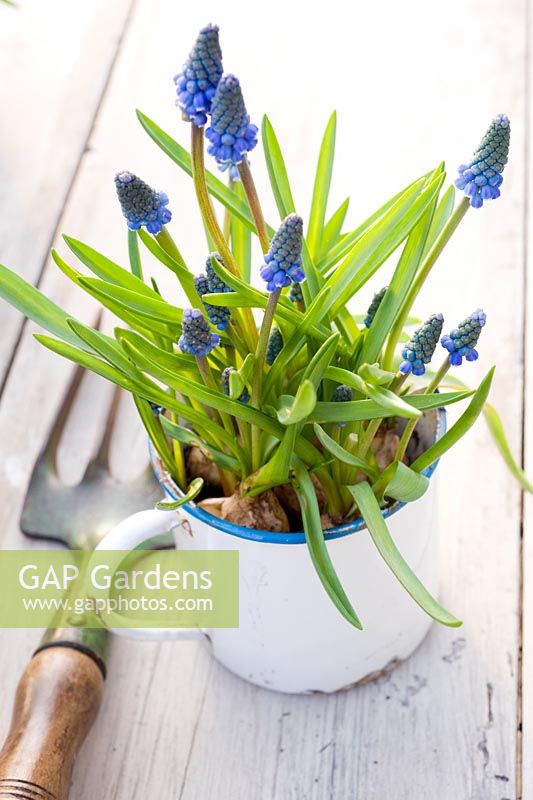 Muscari displayed in old enamel cup