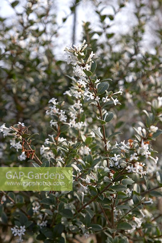 Osmanthus delavayi 'Pearly Gates' in March