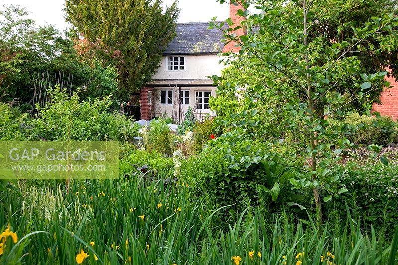 House surrounded by irises, shrubs and trees