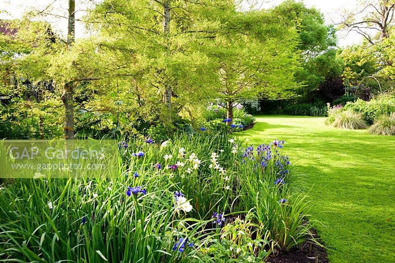 Beds of irises and hostas beside a pond, Aulden Farm