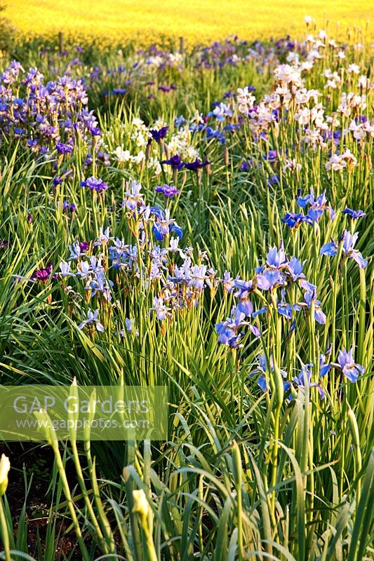 Iris sibirica - Aulden Farm